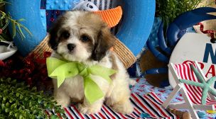 well-socialized cavachon puppy