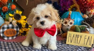 calm cavachon puppy resting indoors
