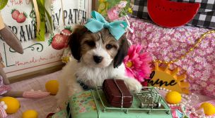 cute cavachon puppy