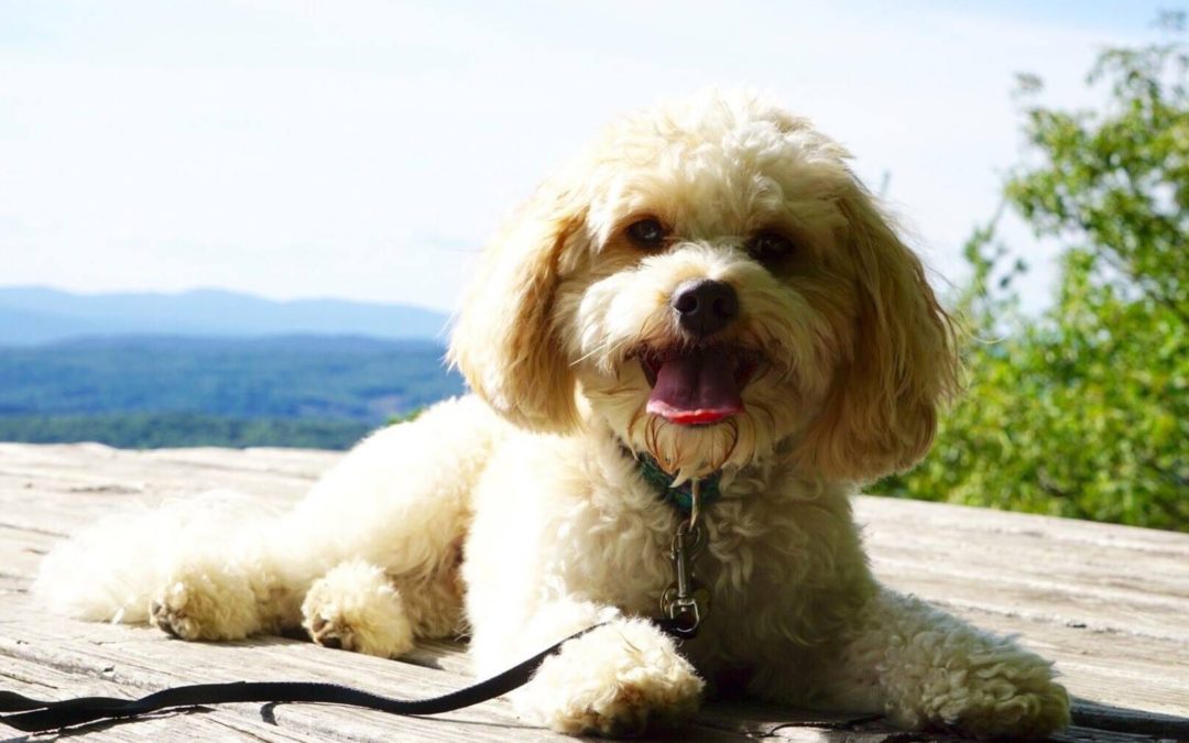 Getting Your Cavachon Puppy Accustomed to a Collar and Leash