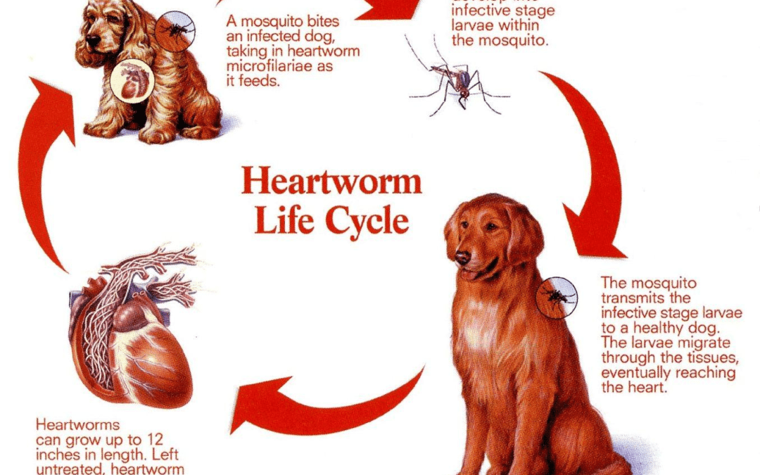 The Truth About Heartworms