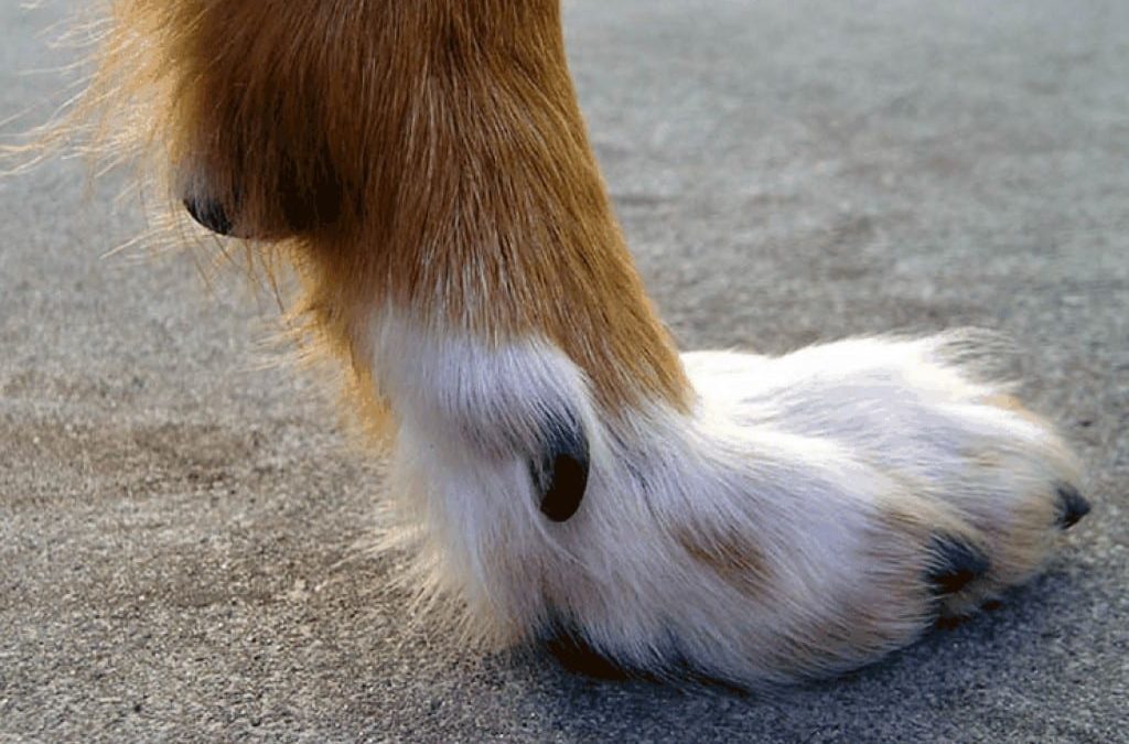 Dewclaws, Running and Arthritis….Is there a link?
