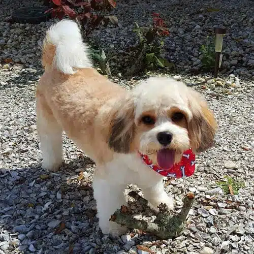 Four Important Commands to Teach Your Cavachon