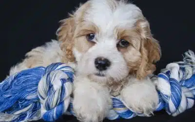 Teach Your Cavachon Puppy To Play Good Tug ‘O War