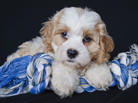 Teach Your Cavachon Puppy To Play Good Tug ‘O War