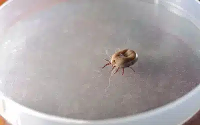 How to Remove a Tick