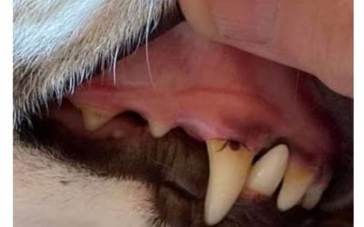 Checking Your Dog’s Mouth For Ticks!