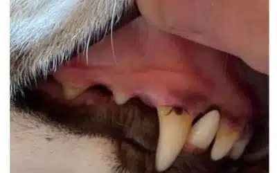 Checking Your Dog’s Mouth For Ticks!