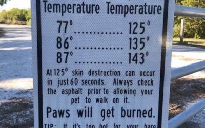 A Safety Tip for the “Dog Days” of Summer