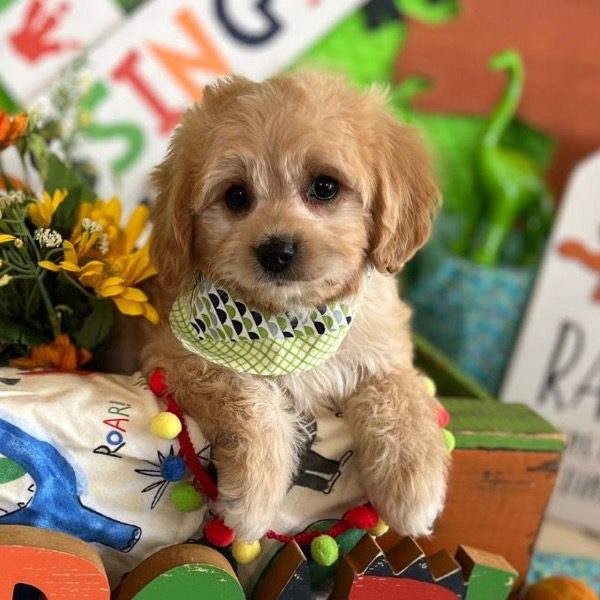 Cavachons By Design | Cavachon Puppies For Sale!