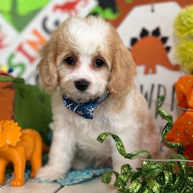 Cavachons By Design | Cavachon Puppies For Sale!