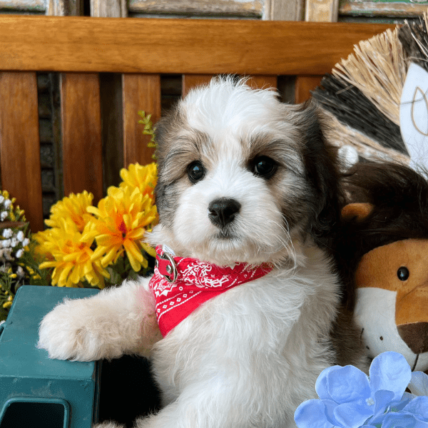 Cavachons best sale by jill