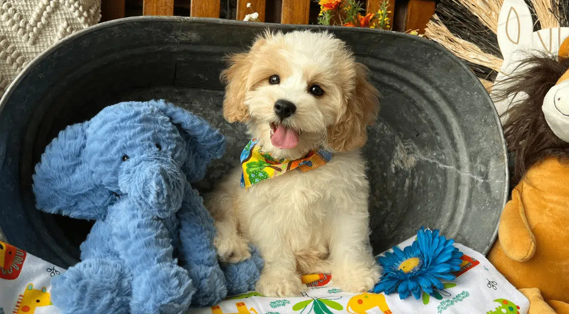 Cavachon Puppies for Sale