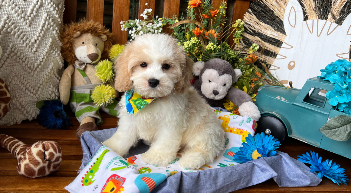 Precious Bichon Frise Plush Animal | Buffalo Bill's House