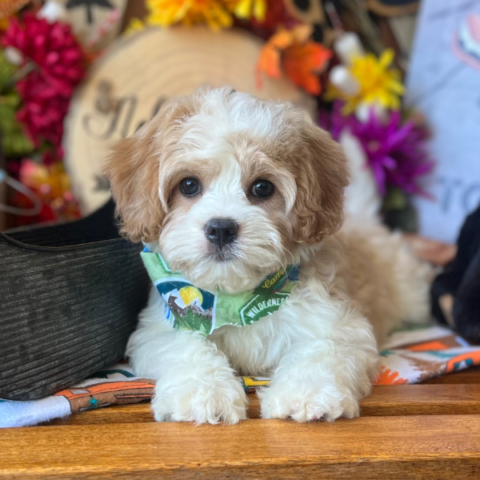 Puppies | Cavachons By Design