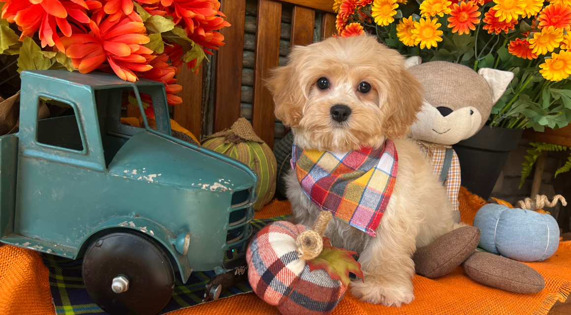 Puppy with scarf, flowers, and toy truck.