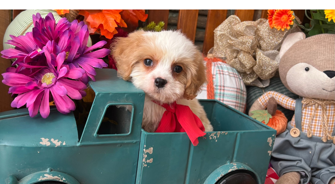 Puppy with red scarf in toy truck