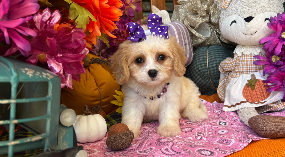 Puppy with bow in a flower-filled autumn scene