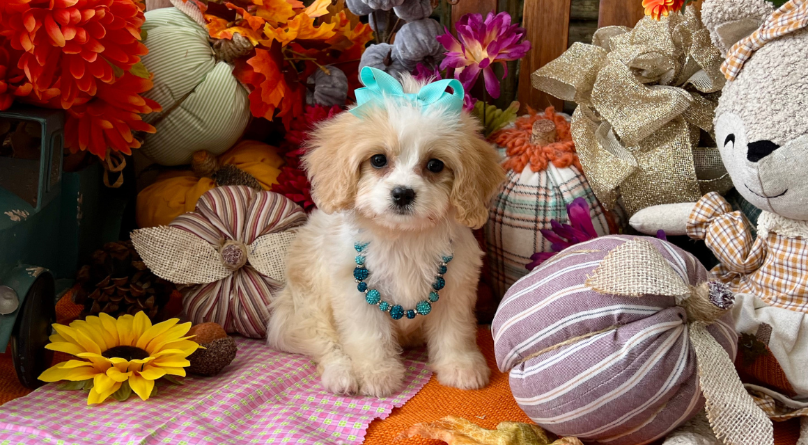 Puppy with bow and necklace among fall decorations