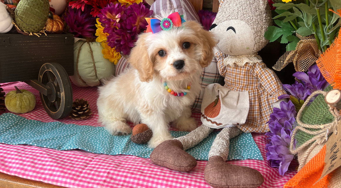 Puppy with bow sitting beside stuffed doll and flowers.