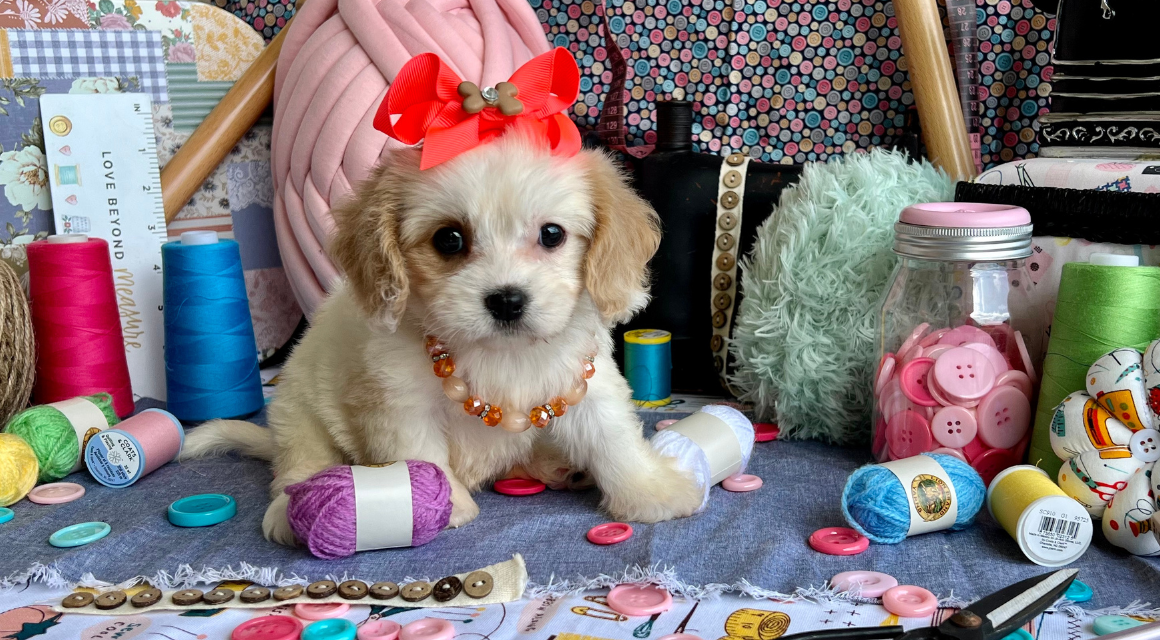 Cute puppy with bow among sewing supplies.