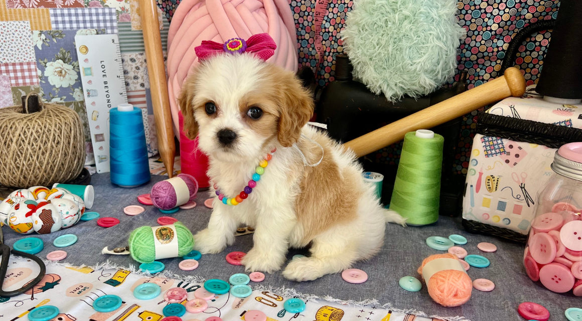 Puppy with bow and necklace in craft room.