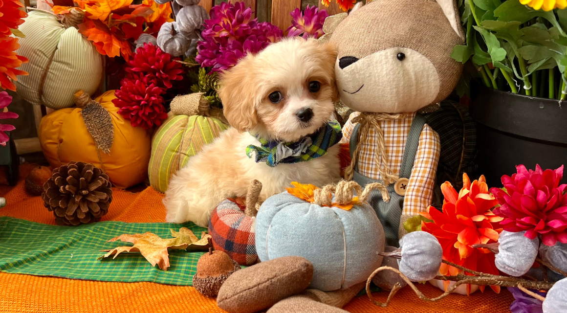 Puppy with autumn decorations and stuffed toy