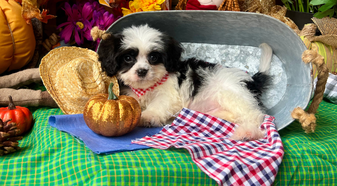 Puppy in fall setting with pumpkins and flowers.