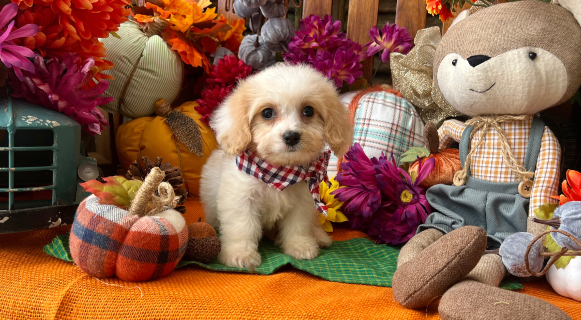 Cute puppy with fall decorations and stuffed animal.