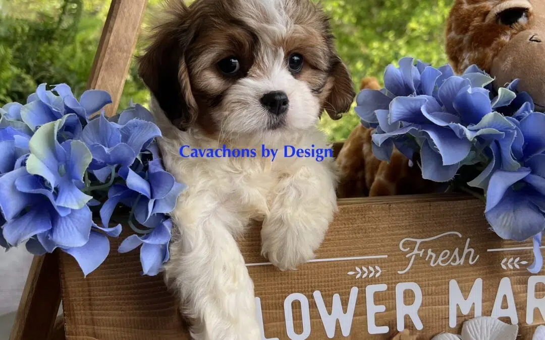 The History and Origins of Cavachon Dogs