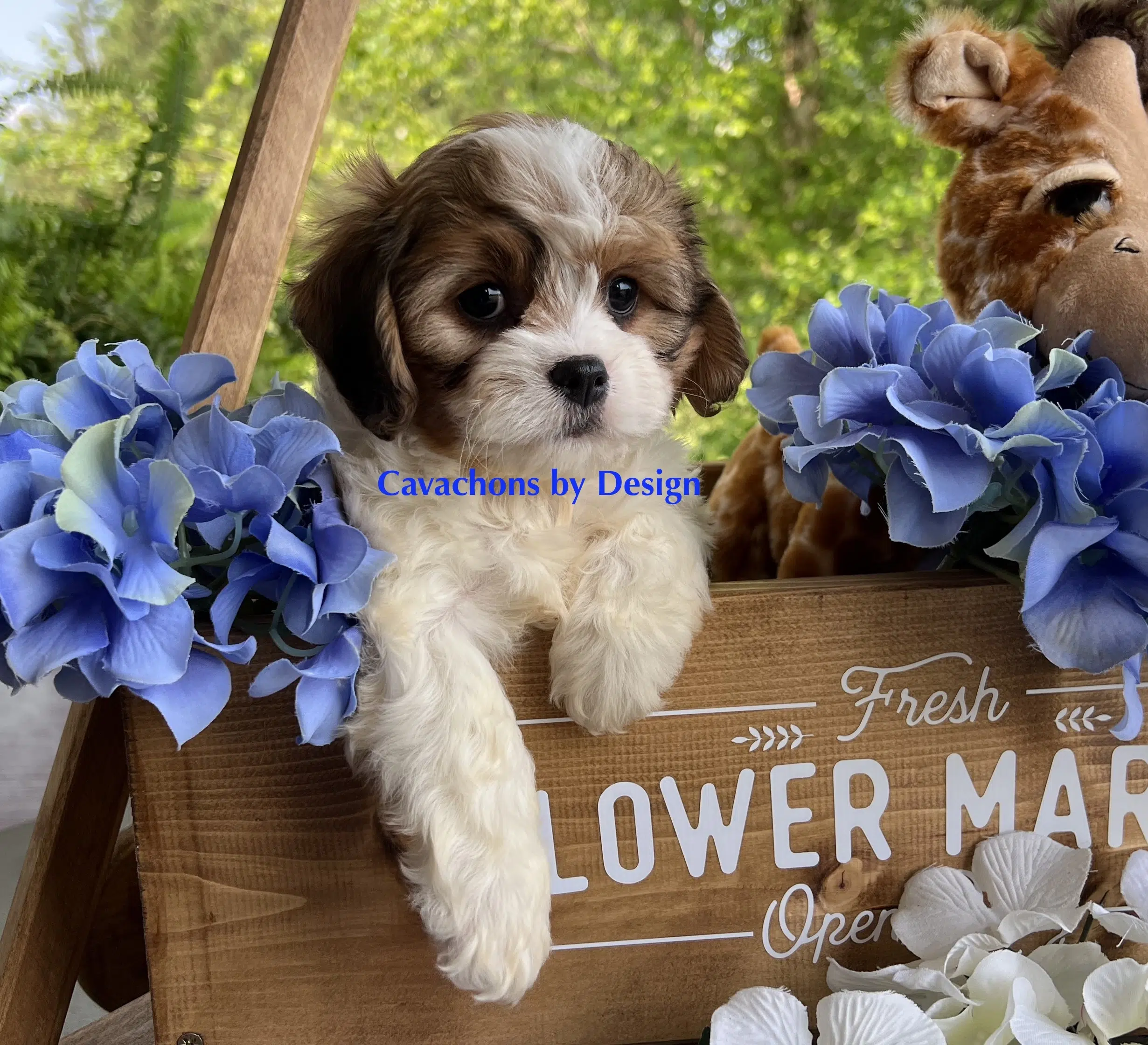 Cavachon dog, a hybrid breed of Cavalier King Charles Spaniel and Bichon Frise, with a soft, fluffy coat and friendly expression.