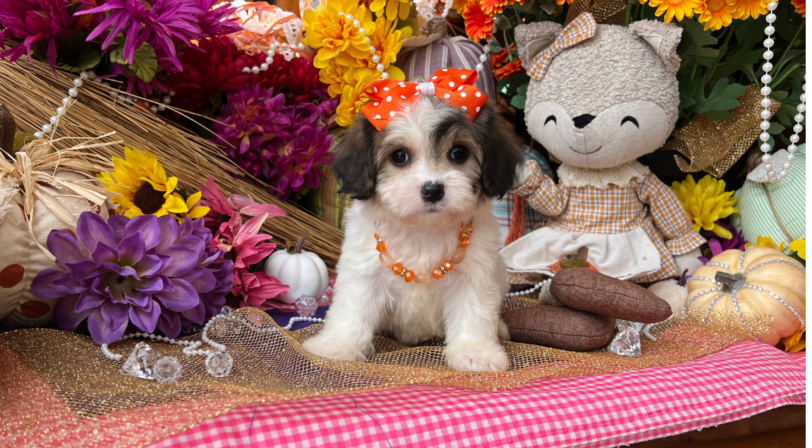 Puppy with orange bow amid colorful flowers and decor.