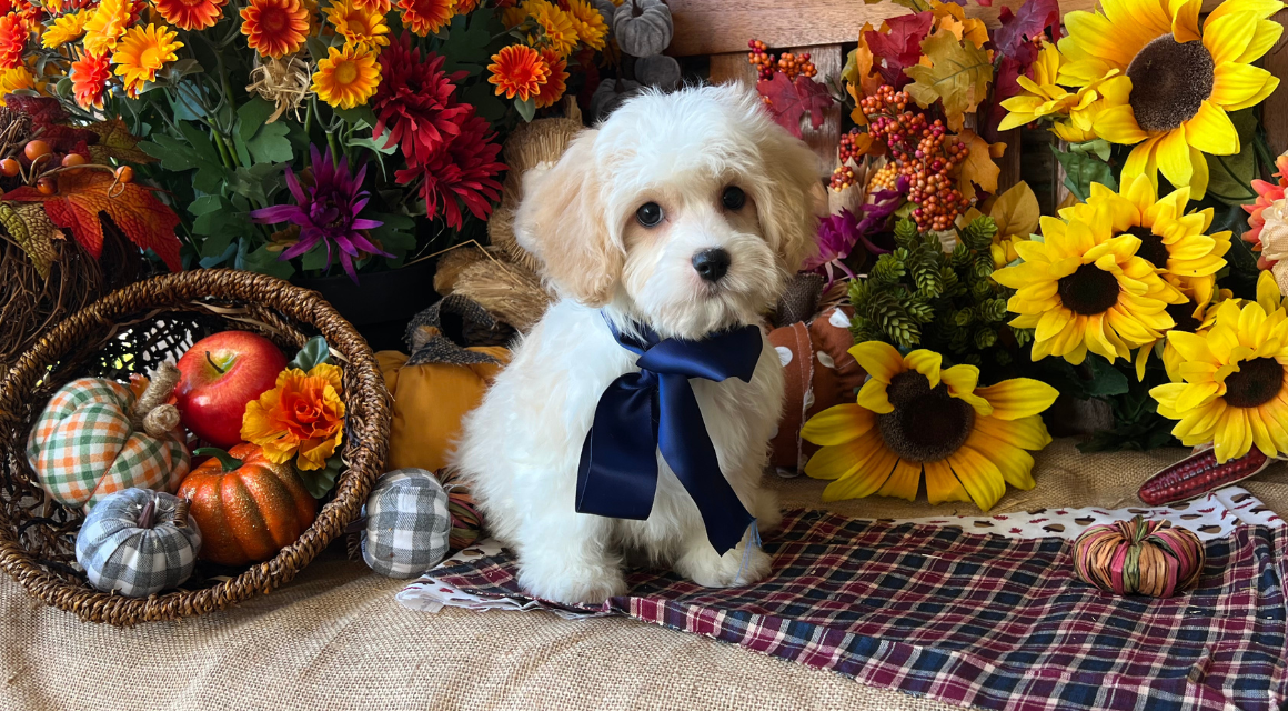 Puppy with bow surrounded by fall flowers and pumpkins.