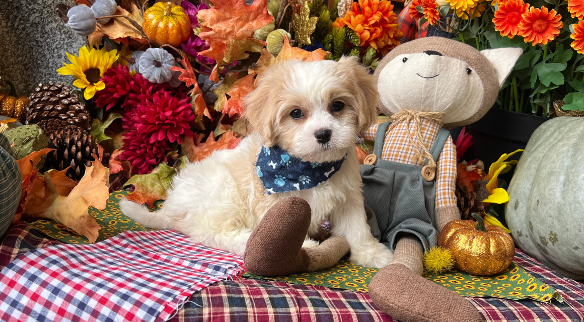 Puppy with stuffed toy among fall decorations