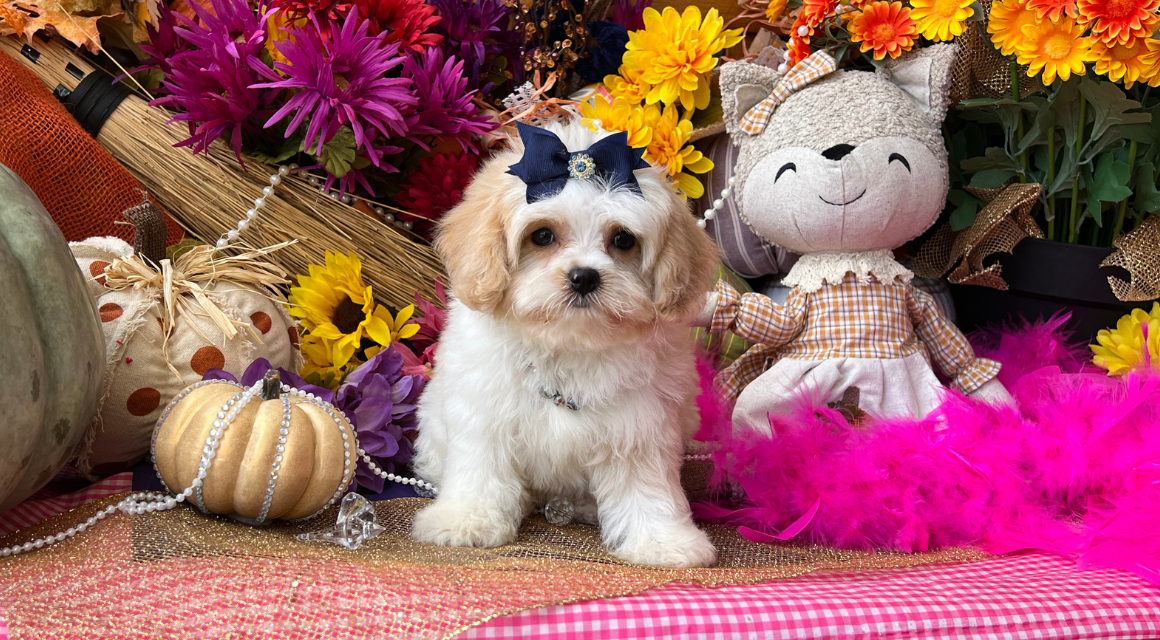 Fluffy puppy with fall decorations and stuffed cat