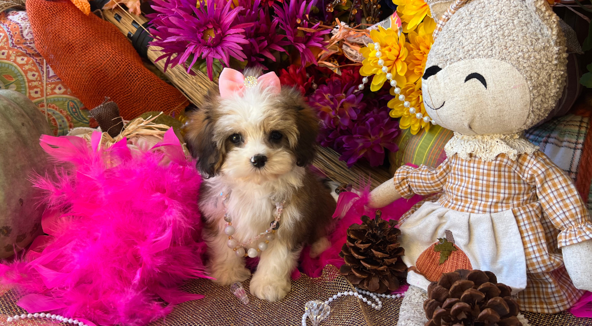 Puppy with bow in colorful autumn decor