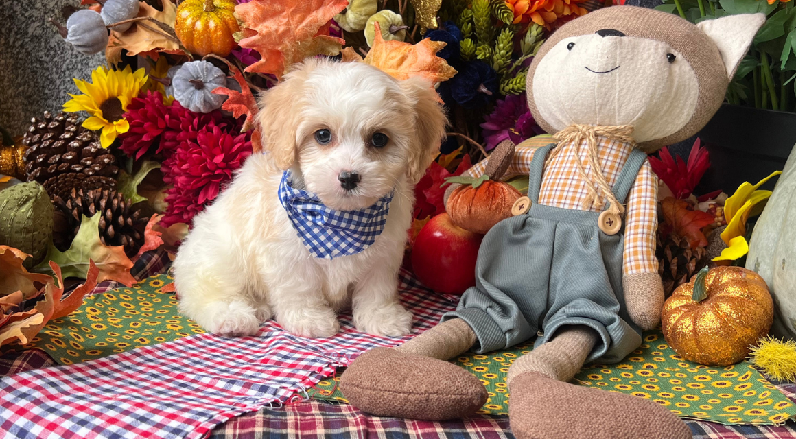 Puppy with scarecrow toy among autumn leaves and pumpkins.