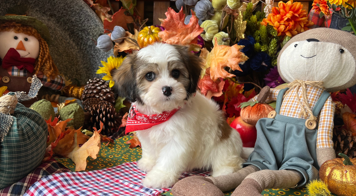 Puppy with scarf surrounded by autumn decorations.