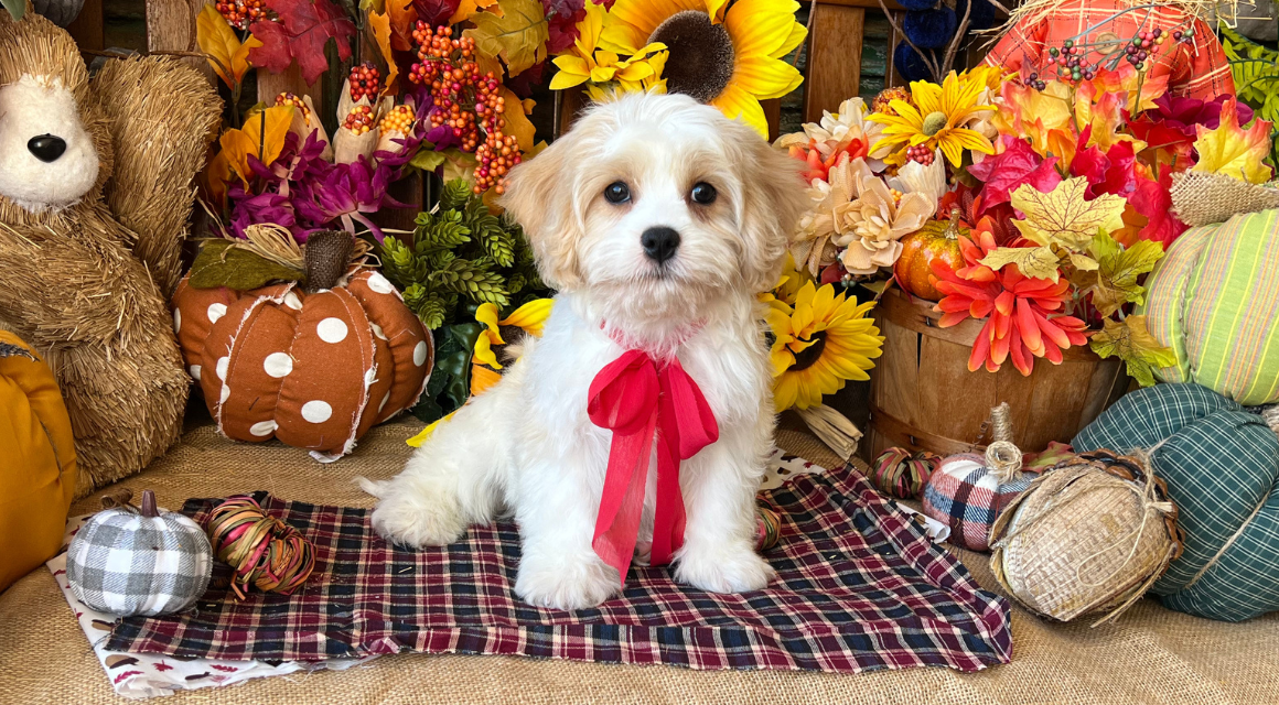 Puppy with ribbon in colorful autumn setting.