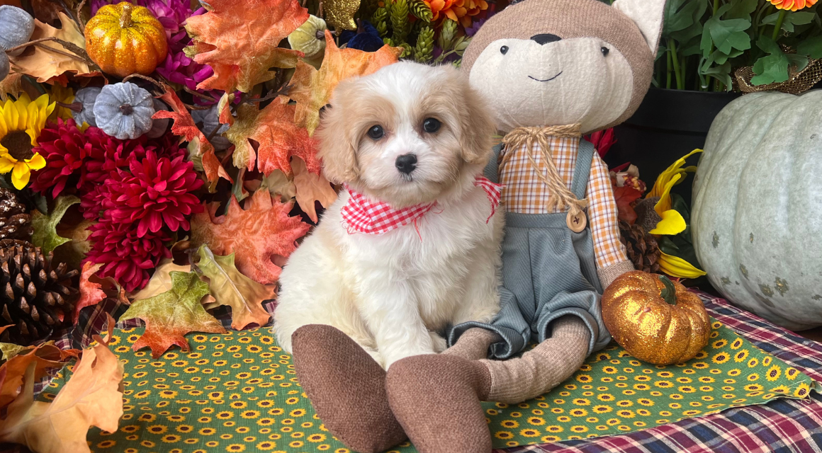 Cute puppy and toy with autumn decorations