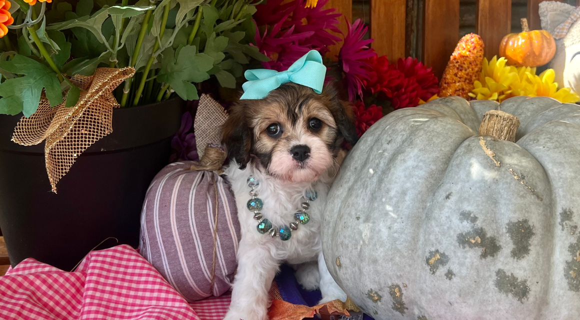 Puppy with bow and necklace among pumpkins and flowers.