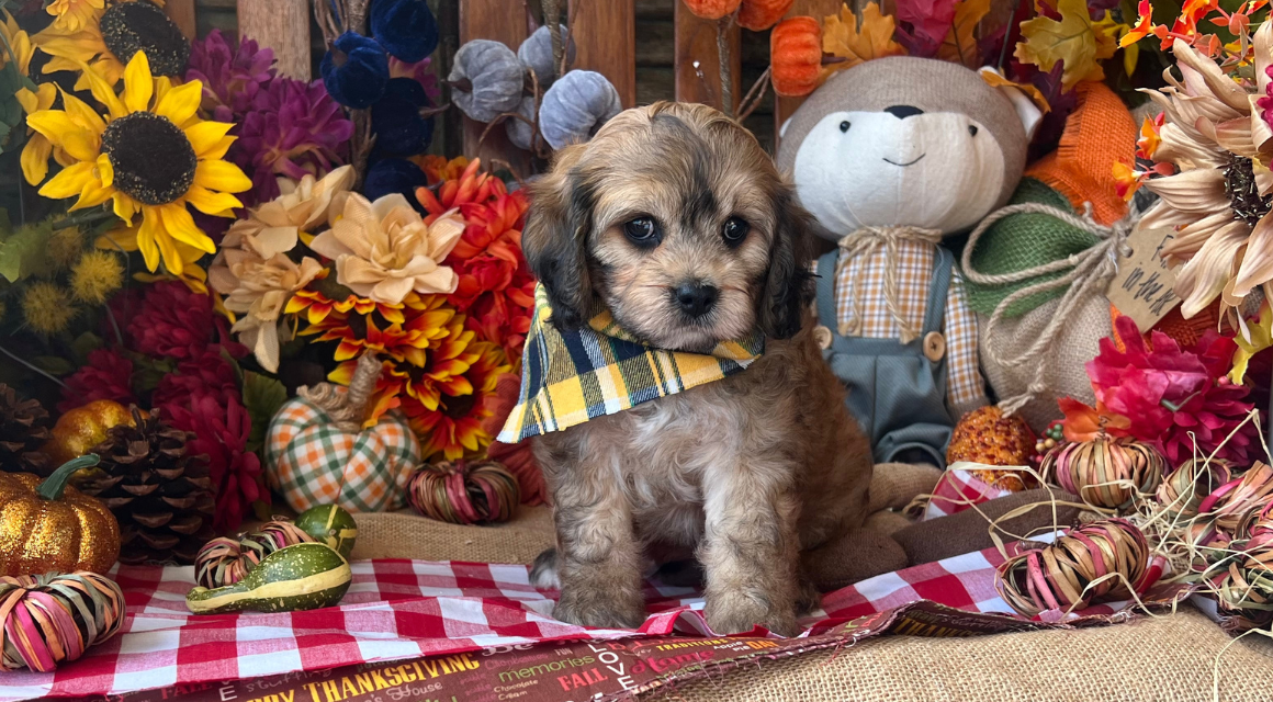 Cute puppy in autumn decor with flowers and pumpkins.