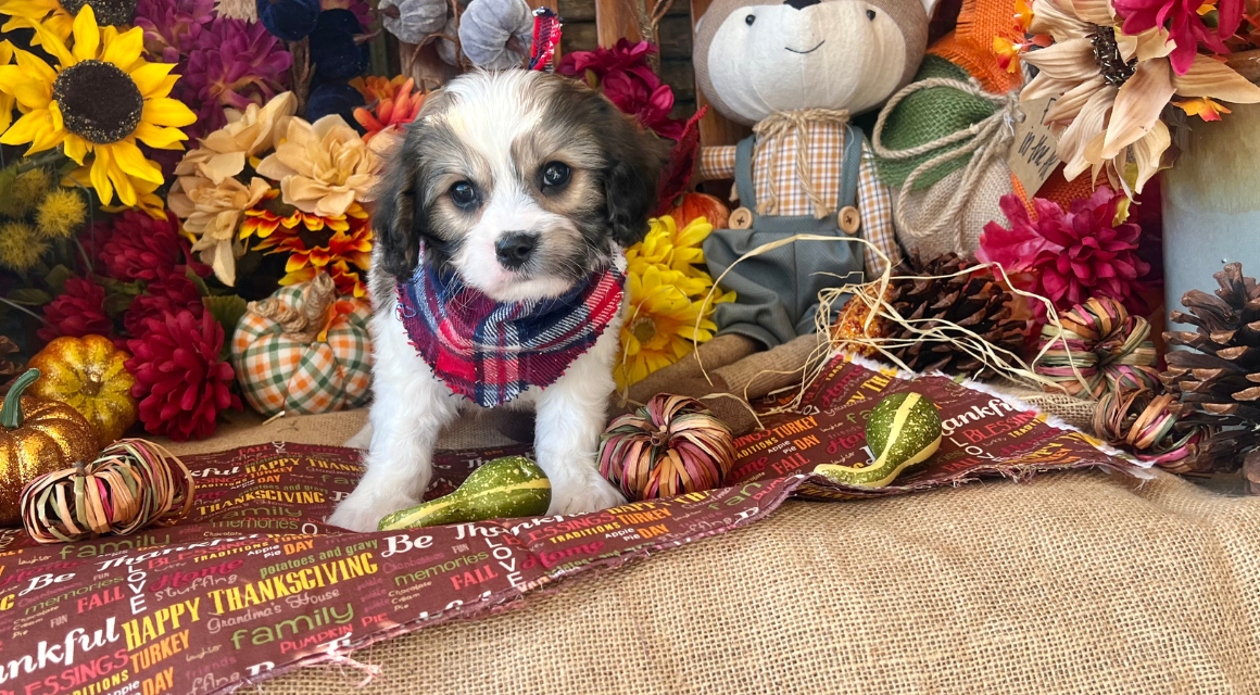 Puppy in fall decor with flowers and scarecrow.