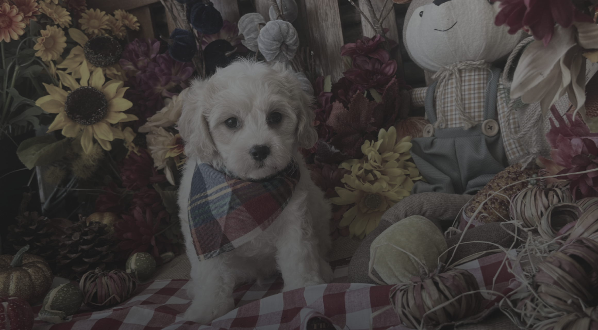 Puppy wearing plaid bandana surrounded by autumn decorations.