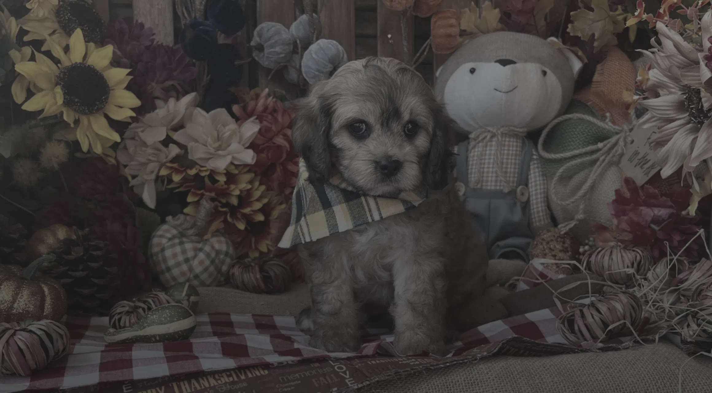 Puppy with plaid scarf among autumn flowers and pumpkins.