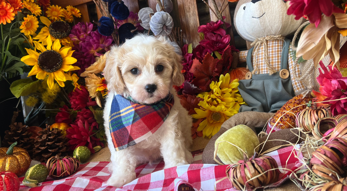 Puppy with bandana in autumn floral setting.