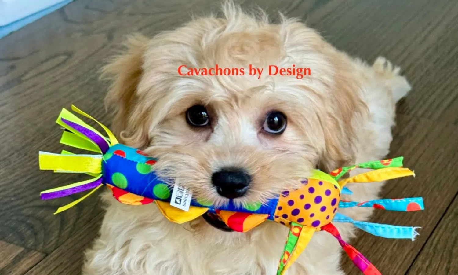 Cavachon lying flat in a splooting position with its legs stretched out behind, looking relaxed and playful